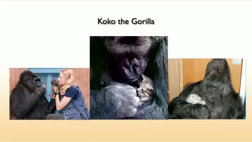 ภาพของ Koko กอริลล่าและตุ๊กตาของเธอ